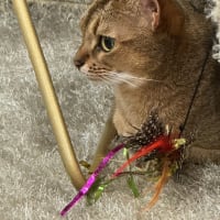 猫村農園