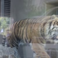 今度は人間に生まれたい