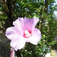 木槿（ムクゲ）の花が見頃です