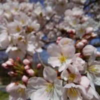 桜と水仙