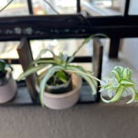オリヅルランの花と食事会