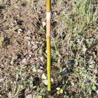 マダケVS除草剤