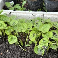 小豆の栽培 1