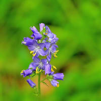 「まぼろしの花」と言われる ハナシノブは やはり神秘的