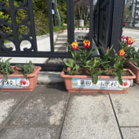 萬代橋チューリップフェスティバル2