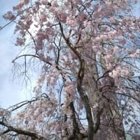 客坊谷展望台の桜は満開