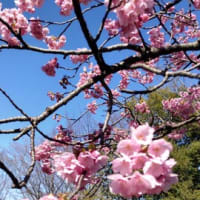3.27桜さんぽ④出遅れていた横濱緋桜も開花して