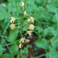 夏の花を見に北信州