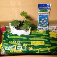 かりゆし58 ウージの唄 本当にしたい事をしませんか かりゆし58 ウージの唄 本当にしたい事をしませんか