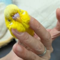 三重出張のお土産
