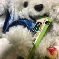 続・くーちゃん2号🥺🧡