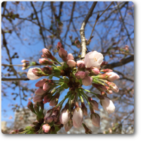 桜の開花