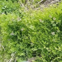 草マルチとして逸材なのは？