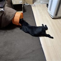 飛べ　めけｗ