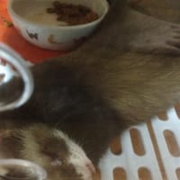 ニコのこと。