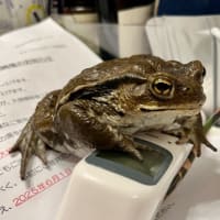 アンクルンとコーラスと、ちょっと副作用
