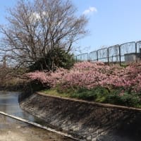 お花見はじめ