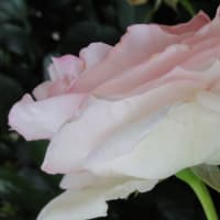 万博記念公園へ薔薇の撮影です