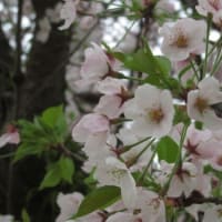 山陽本線115系N編成　桜の幹に咲く　2024-04-07