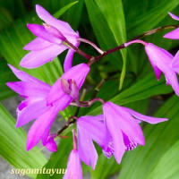 「相模原麻溝公園」では「シラン」が紫の花穂を！！