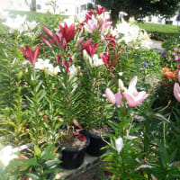 　昨日の我が家の花
