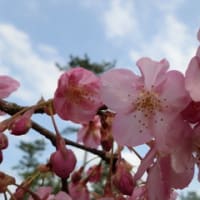 しらこ桜祭り