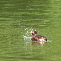 大きな獲物を・・・