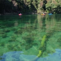 「ぽかぽか陽気とエメラルドグリーンの川色に癒されてきた！」屋久島カヌーガイドツアー