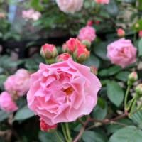 玄関フェンスのバラ　コーネリアとテス、そしてエゴノキの花を久しぶりに〜！
