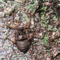 大阪城公園・更に続き
