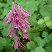 夏の花を見に北信州