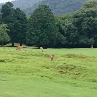 奈良公園の鹿はスローライフです。
