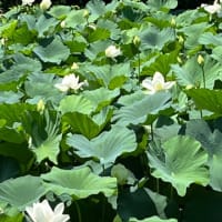鎌倉に〜　蓮の花・アガパンサスを♪