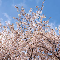 皐月の立夏　赤城森林公園さくらの広場の山桜