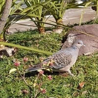 梅の花が咲き進んでいます！そして今日のキジバト