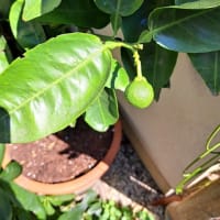 今年はオニユズの実、いくつなる？