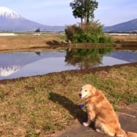 富士山　逆さ景観散策  -  御殿場地区