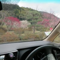 萩往還梅林園へ梅を見に行ってきました