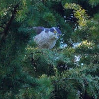 夕方からのオオタカ詣で　お食事と水飲みシーンに出くわす　Tokyo