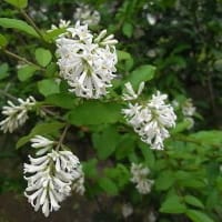 季節の花「水蠟の木 （いぼたのき）」
