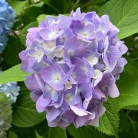 櫻バー～アジサイ（紫陽花）