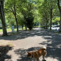 昼のお散歩は木陰がいっぱいの南郷上ノ山公園へ