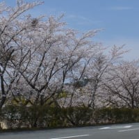 コース脇の桜　４月１１日