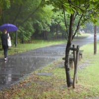 ミッキーマウスの木②（本名：オクナ・セルラータ）