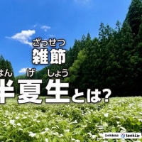 今日は『半夏生』