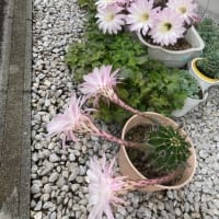 サボテンの花