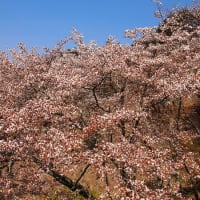 吉野桜