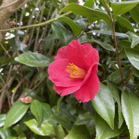 桜の代わりに　椿が！
