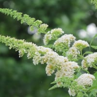 2025.06.16 夏の花八景と世界の森