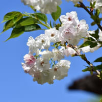 桜、ツツジ、ペラルゴ二ウム、アイリス、ロベリア、エリゲロン